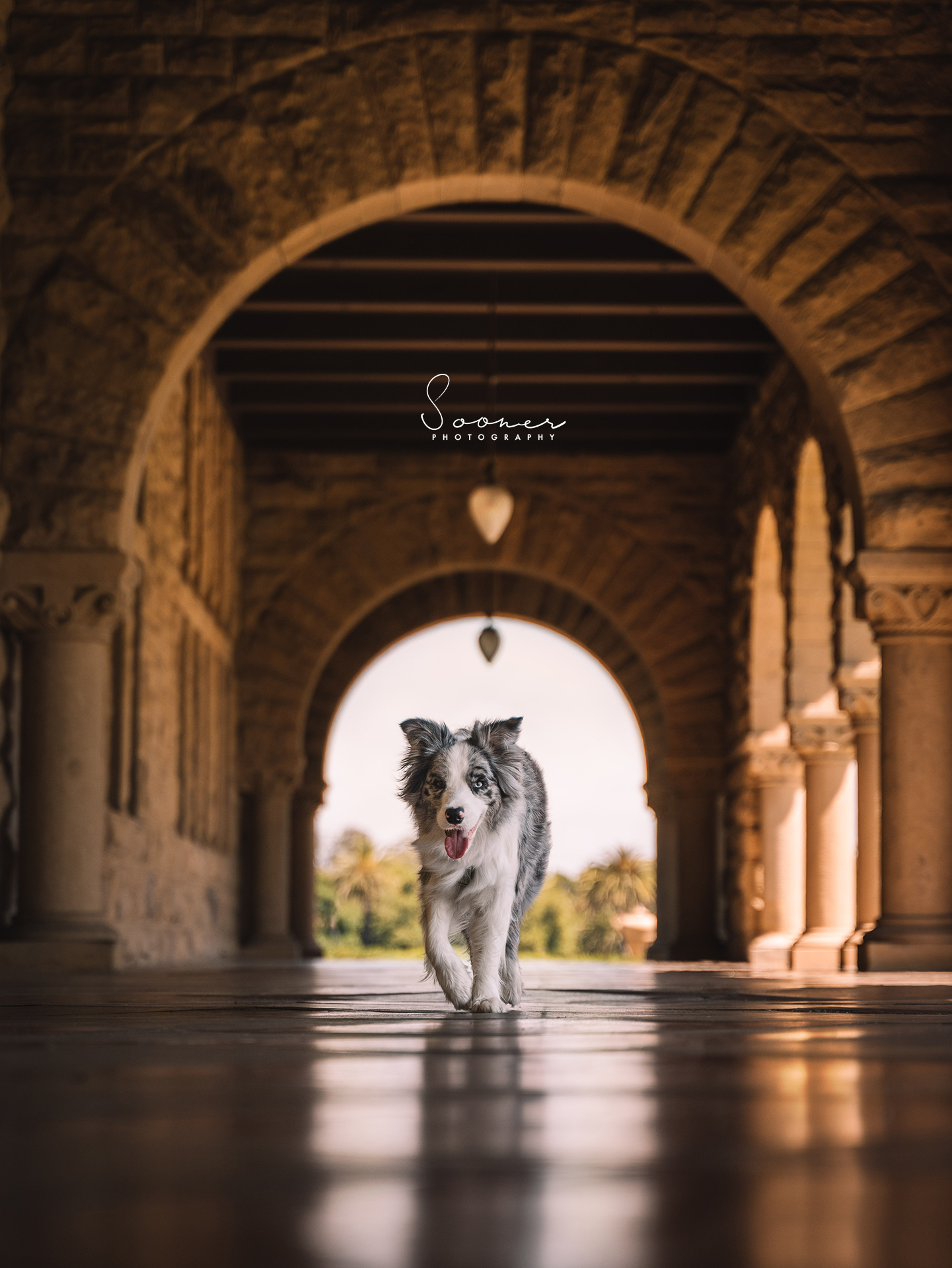Outdoor Portrait Collection I — Stanford